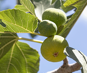 Vijgen Tree De vijgenboom - Stichting Israel en de Bijbel