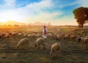 Schapen zonder herder