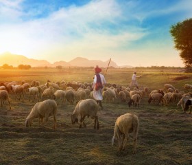 Bijbelstudie Schapen zonder herder.jpg